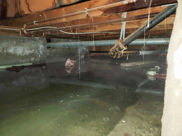 Best Carpet water damage restoration  in Langston, OK